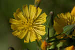 Oriental false hawksbeard